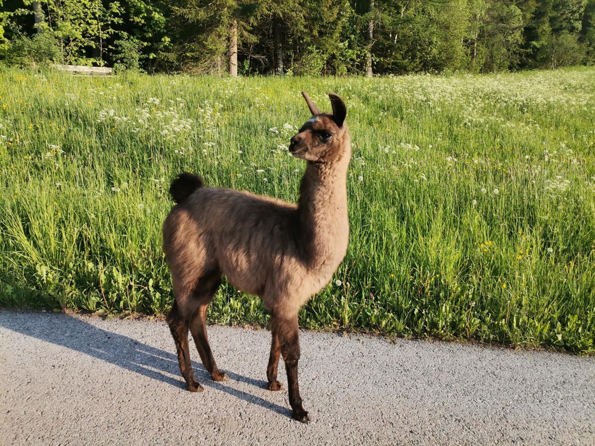 Appartamento Schupferhof Monte San Pietro Esterno foto